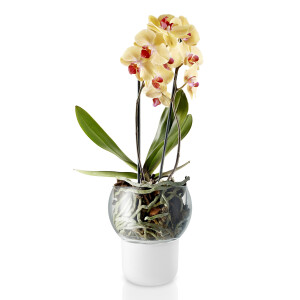 Product detail of Samozavlažovací květináč 15 cm, na orchideje, sklo, Eva Solo