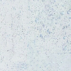 Product detail of Korková plovoucí podlaha Corkline Standard White HRN