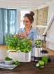 Samozavlažovací květináč GOURMET, sada 3 ks, Bylinková zahrádka, WMF - thumb (3)