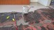 Uzin NC 110 Level Plus - thumb (1)