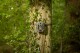 Camouflage Fotopast Camouflage EZ2 Elite Dual Lens 557972 - thumb (4)