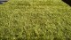 Shaggy Lilou green 93100 - thumb (0)