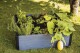 Keter Vyvýšený záhon Keter Maple Square grafitový  KT-610290 - thumb (1)