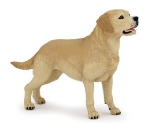Product detail of Labrador