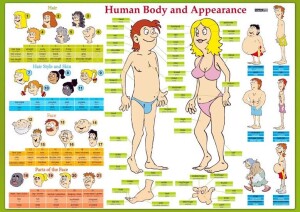 Product detail of Human Body and Appearance / Lidské tělo - Naučná karta - Eva Tinková