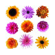 Samolepicí dekorace Flowers, 30 x 30 cm  - thumb (0)