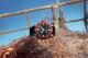 Hamilton Khaki Navy Frogman Titanium Auto H77805335 - thumb (17)