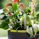 Plastia Samozavlažovací závěsný květináč Berberis antracit + zelená, pr. 26 cm - thumb (7)