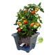 Samozavlažovací květináč BERGAMOT, terakota, Plastia - thumb (2)