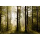 AG Art Fototapeta XXL Ranní les 360 x 270 cm, 4 díly - thumb (0)