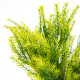 Umělý svazek Asparagus, 53 cm - thumb (1)