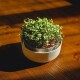 Plastia Microgreens, slonová kost - thumb (1)