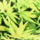4Home Deka Soft Dreams Aromatica, 150 x 200 cm - thumb (1)