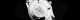 Ball Engineer II Moon Phase NM2282C-LLJ-BE - thumb (4)