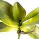 Umělý List orchideje s kořínky, 30 cm  - thumb (2)