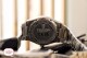 Festina Swiss Made 20036/3 - thumb (6)