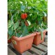 Samozavlažovací květináč BERGAMOT, terakota, Plastia - thumb (1)