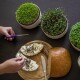Plastia Microgreens, slonová kost - thumb (2)