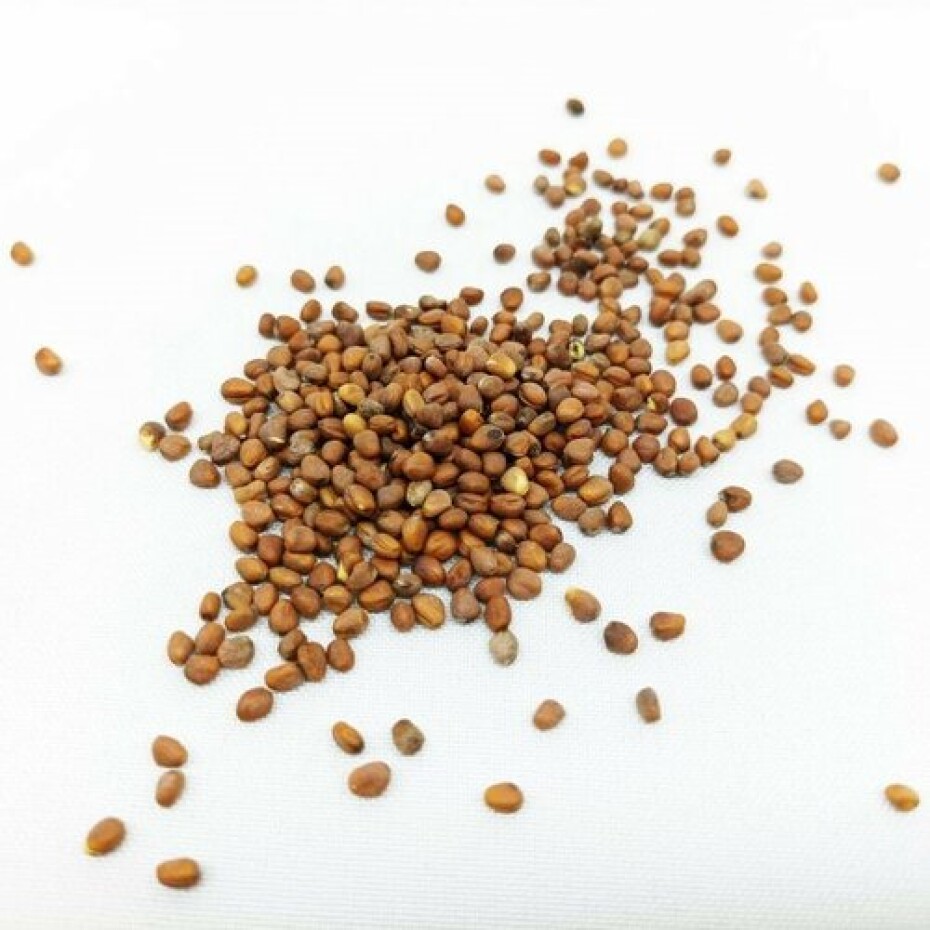 Plastia Microgreens startovací sada  - main (2)