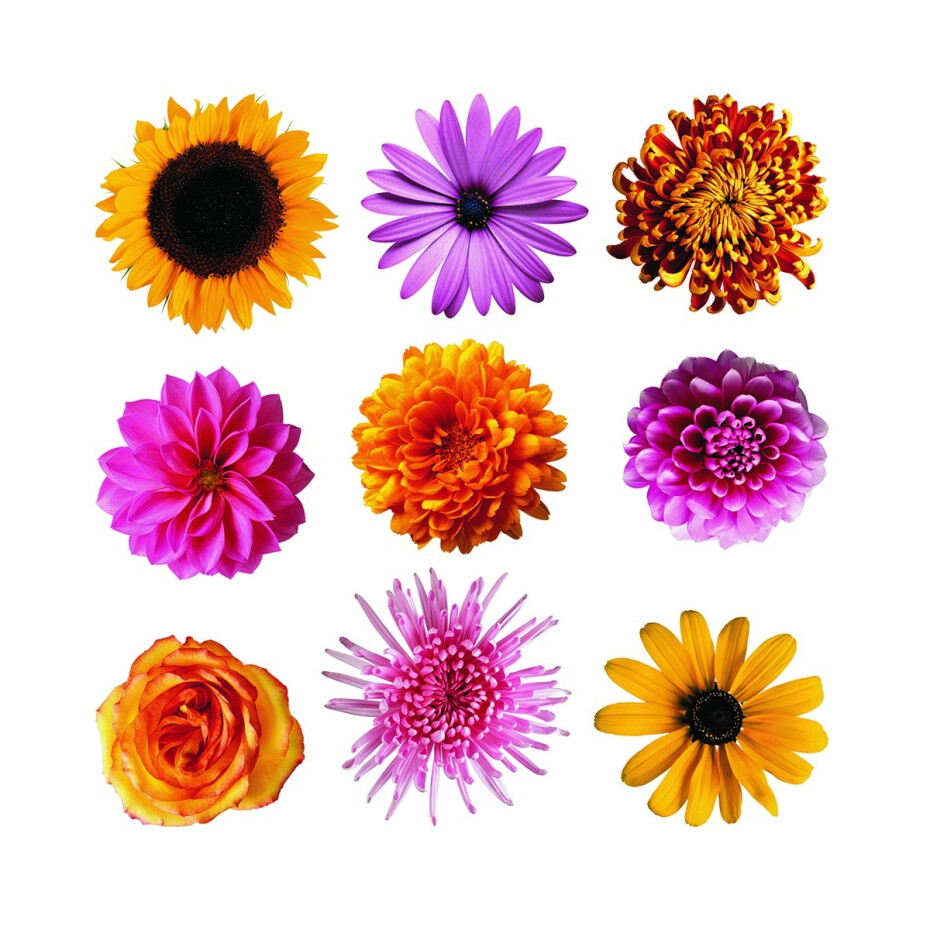 Samolepicí dekorace Flowers, 30 x 30 cm  - main (0)