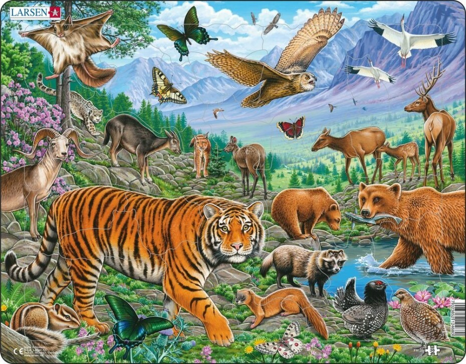 Puzzle MAXI - Amurský tygr v sibiřském létě/36 dílků - Kohoutová auta - main (0)