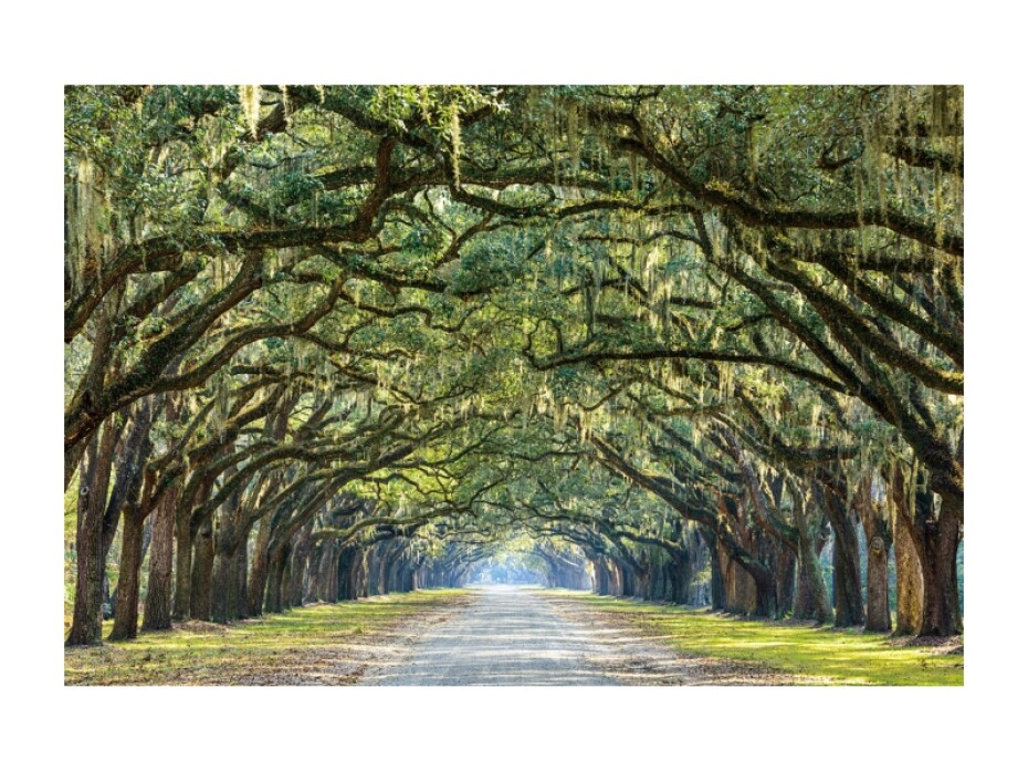 Signal Obraz TREES I | 120 x 80 cm - main (0)