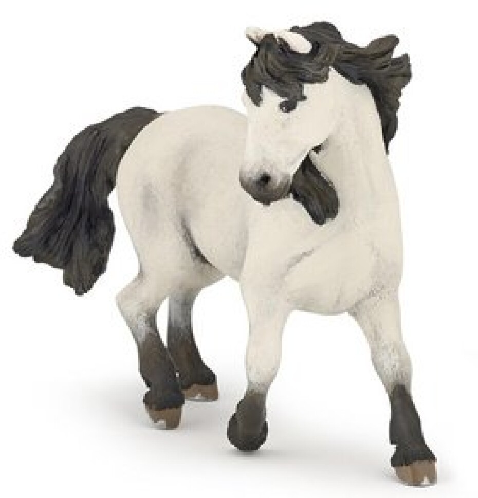 Kůň Camargue - main (0)