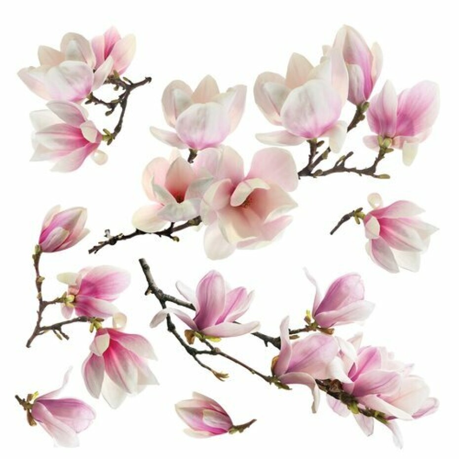 Samolepicí dekorace Magnolia blossom, 30 x 30 cm - main (0)
