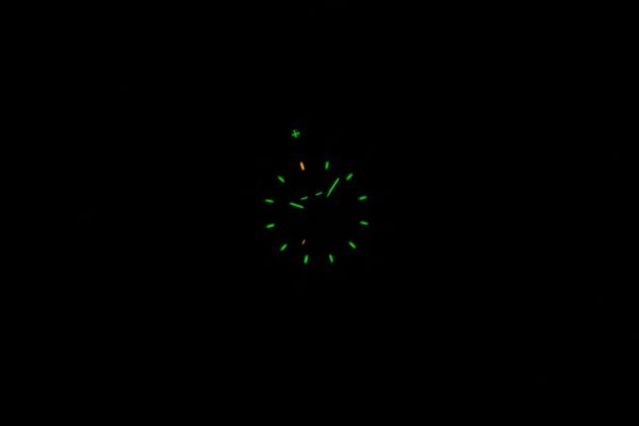 Traser P99 Q Tactical Green Nato - main (6)