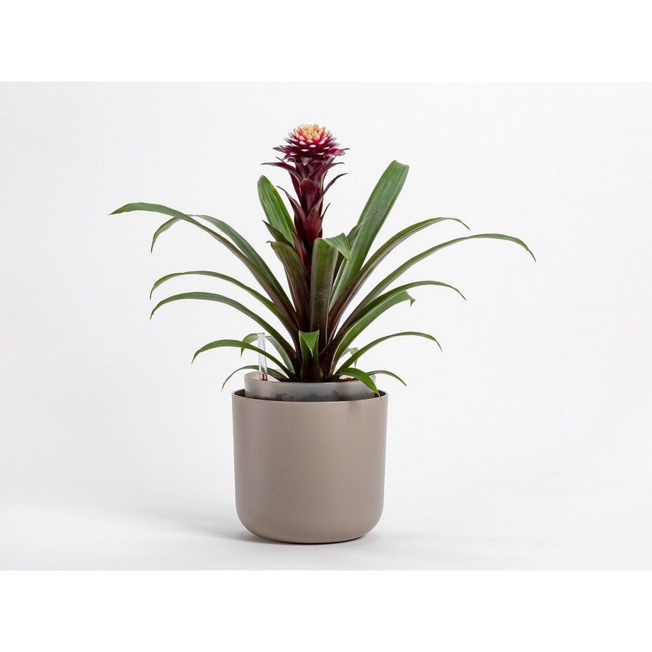 Plastia Samozavlažovací květináč Tolita hnědá, pr. 19 cm - main (2)