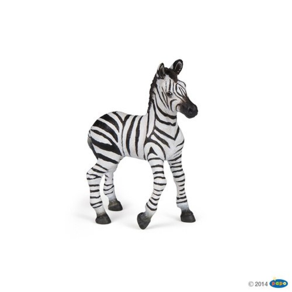 Zebra mládě - main (0)
