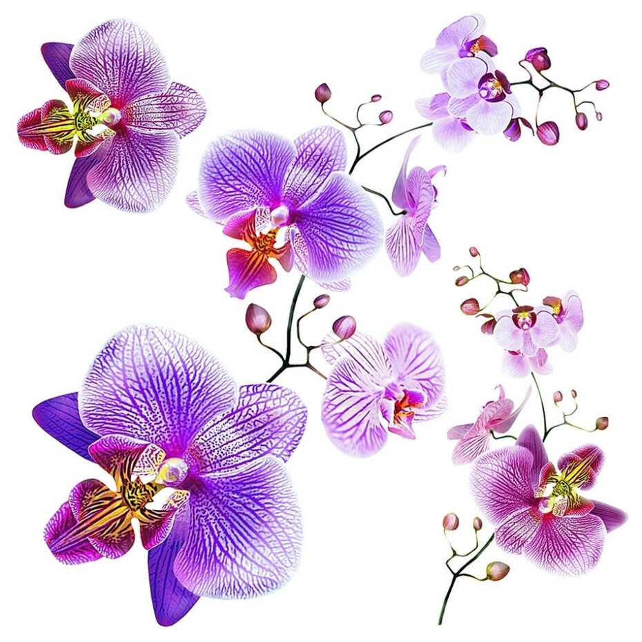Samolepicí dekorace Orchids, 30 x 30 cm - main (0)