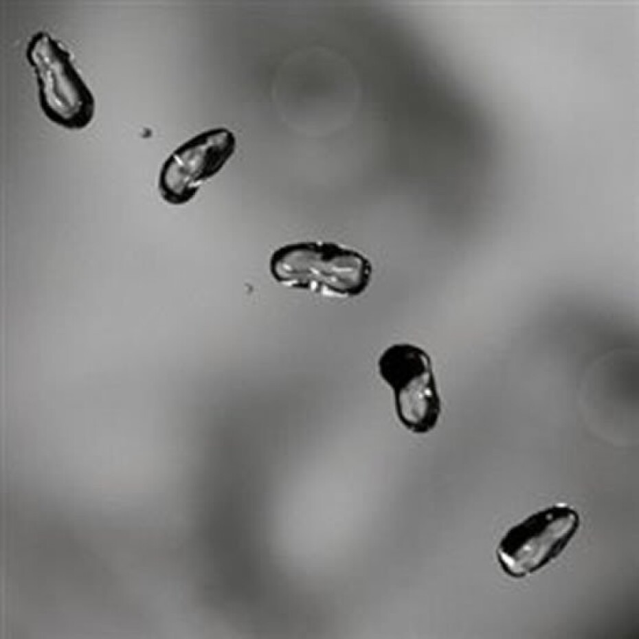 Peter Gabriel: Up - 2 LP - Peter Gabriel - main (0)