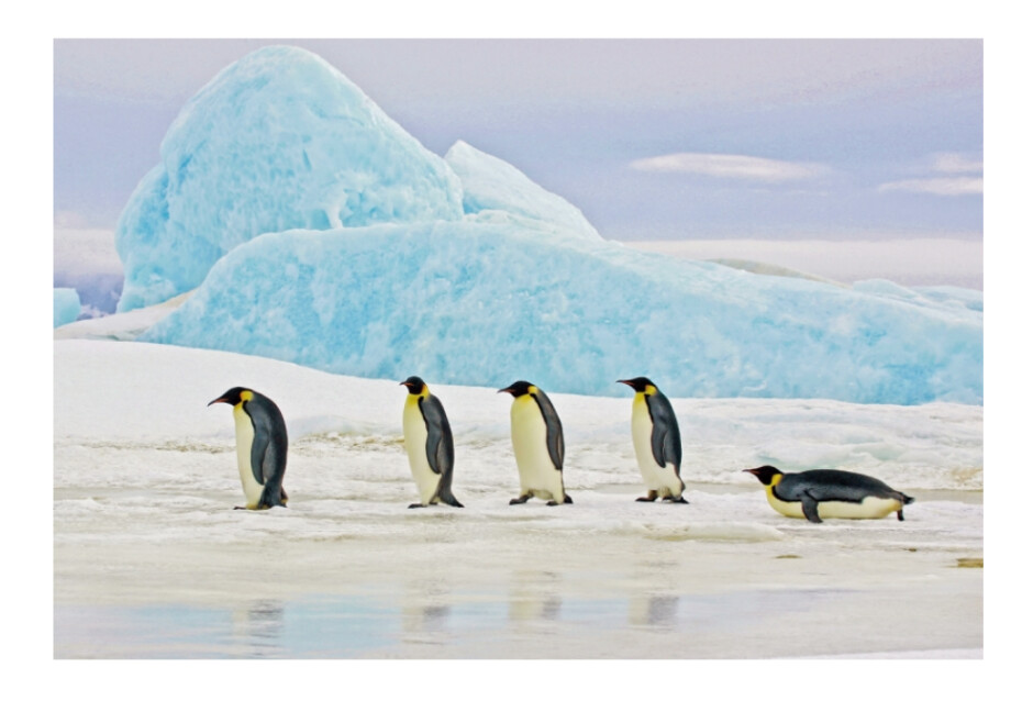 Signal Obraz PENGUINS 120 x 80 cm - main (0)