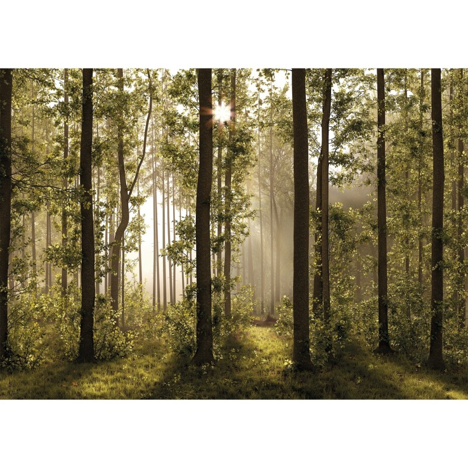 Fototapeta XXL Forest 360 x 254 cm, 4 díly - main (0)