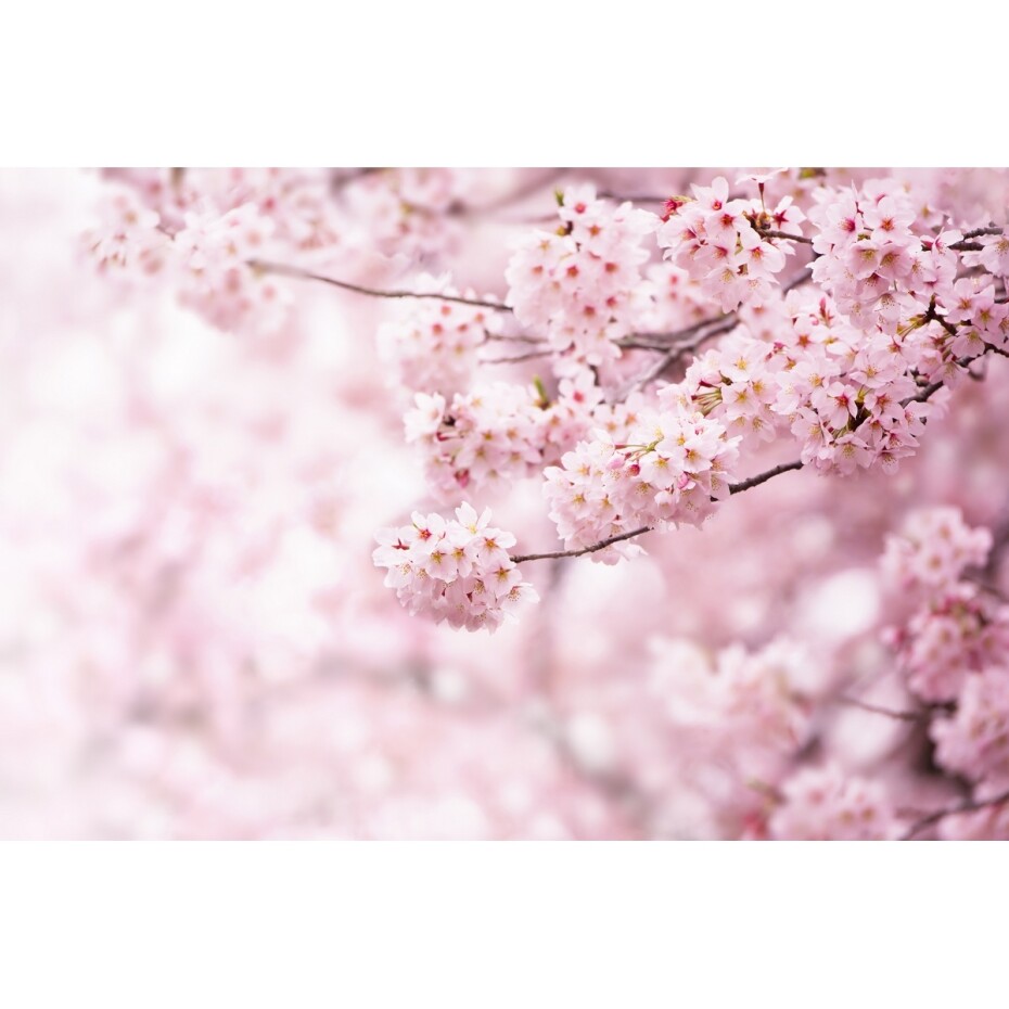 Vliesová fototapeta XXL Sakura 360 x 254 cm, 4 díly - main (0)