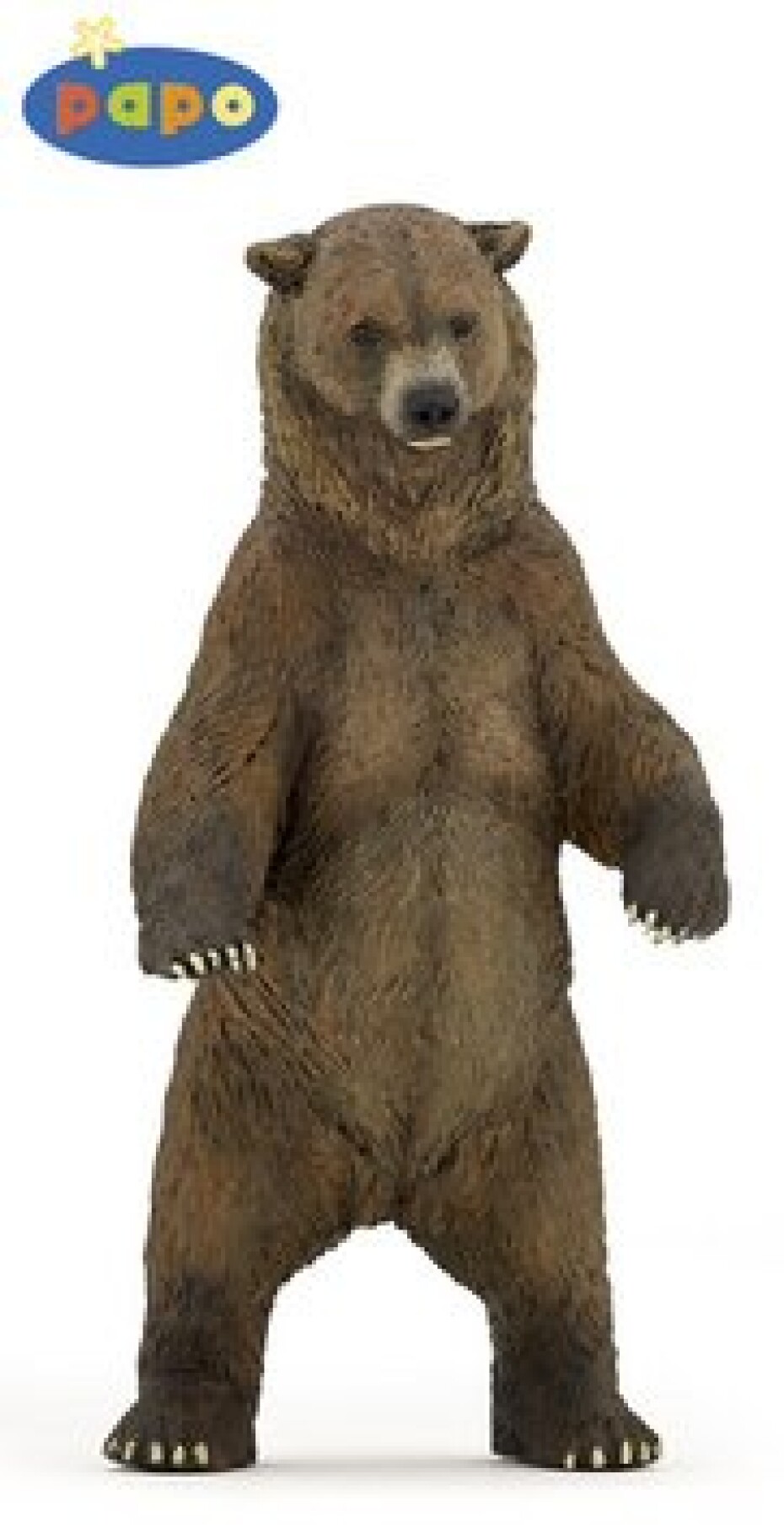 Medvěd grizzly - main (0)