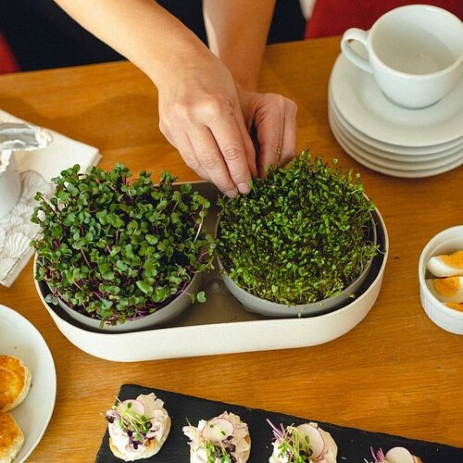 Plastia Velká farma Microgreens+Regrow, slonová kost - main (1)