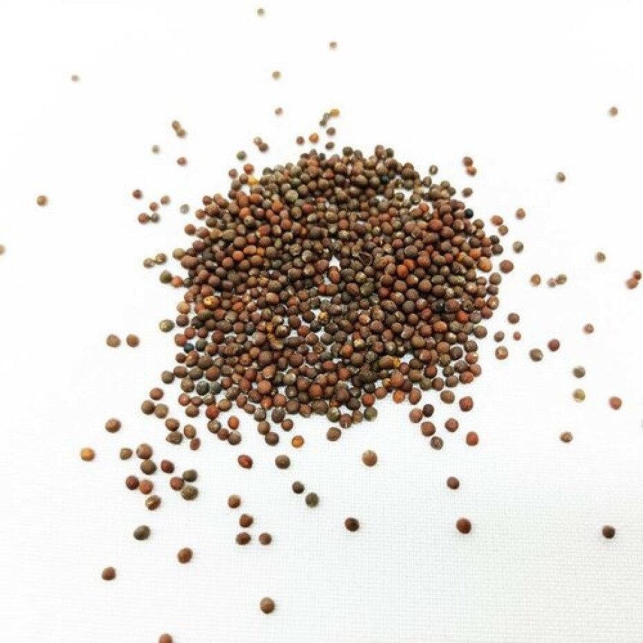 Plastia Microgreens startovací sada  - main (1)
