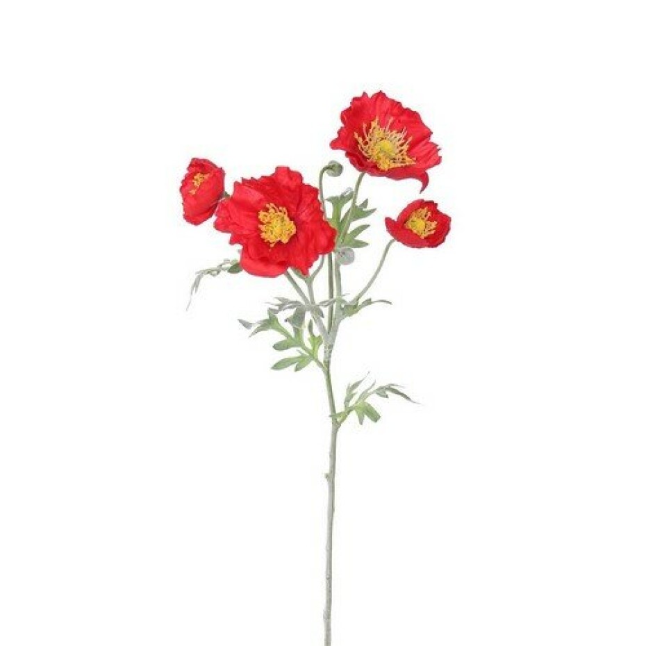 Vlčí mák 4 květy, v. 52 cm, červená - main (0)