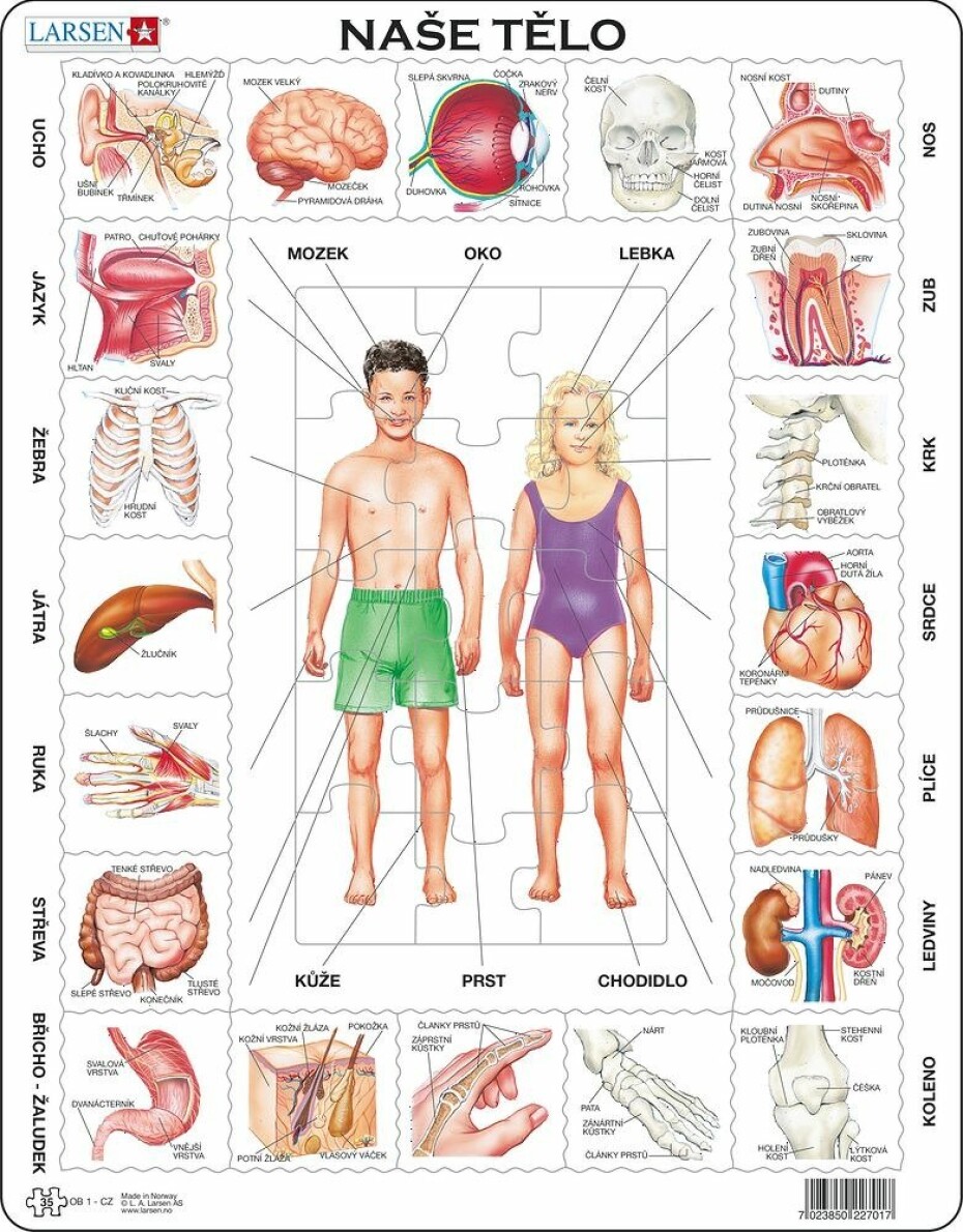 Puzzle Naše tělo 35 dílků - Larsen - main (0)