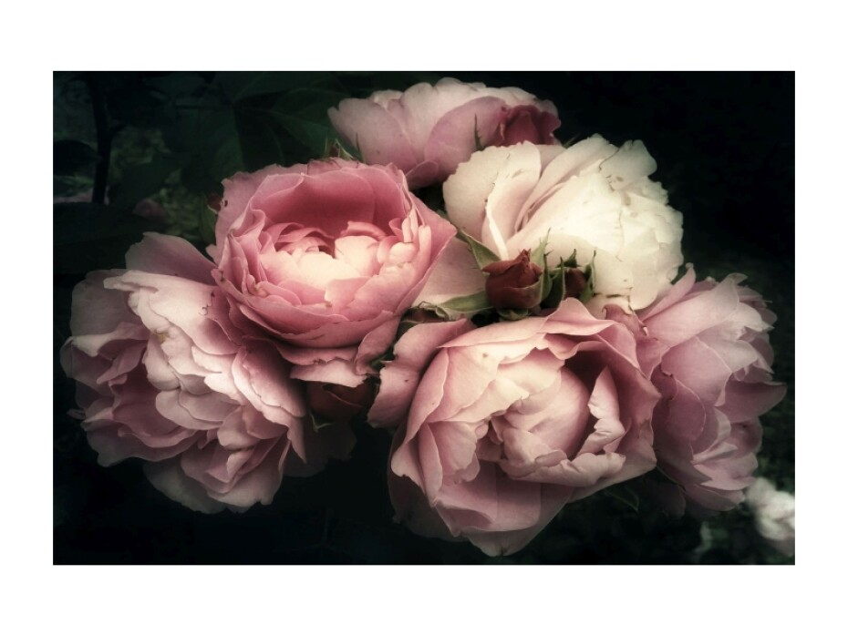 Signal Obraz FLOWERS I | 120 x 80 cm - main (0)