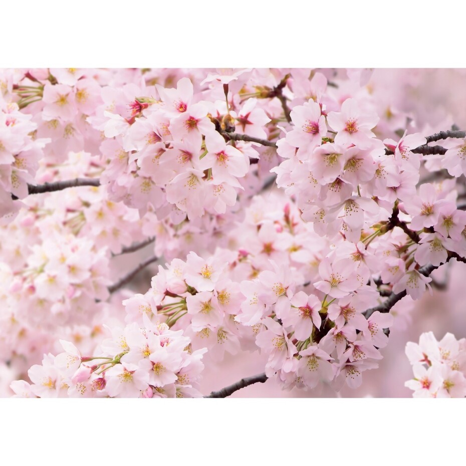 Fototapeta Sakura 180 x 127 cm, 1 díl - main (0)