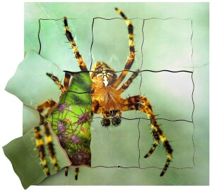Product detail of Just Jigsaws 645 Pavouk a jeho životní cyklus - dřevěné vrstvené puzzle 19 dílů