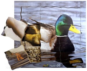Product detail of Just Jigsaws 603 Kačer a jeho životní cyklus - dřevěné vrstvené puzzle 19 dílů
