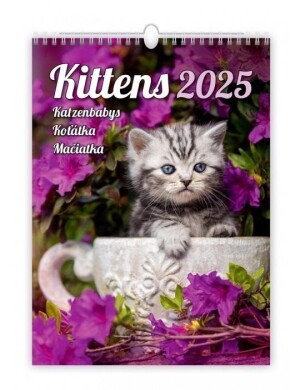 Product detail of Kalendář nástěnný 2025 - Kittens / Katzenbabys / Koťátka / Mačičky