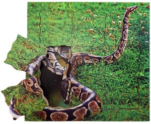 Product detail of Just Jigsaws 644 Had a jeho životní cyklus - dřevěné vrstvené puzzle 19 dílů