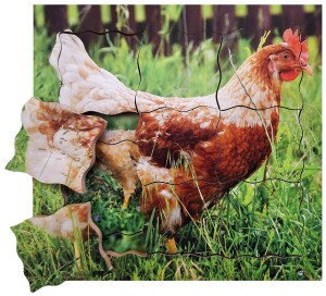 Product detail of Just Jigsaws 640 Slepice a její životní cyklus - dřevěné vrstvené puzzle 19 dílů