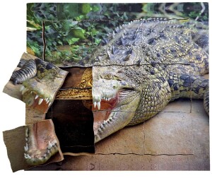 Product detail of Just Jigsaws 641 Krokodýl a jeho životní cyklus - dřevěné vrstvené puzzle 19 dílů
