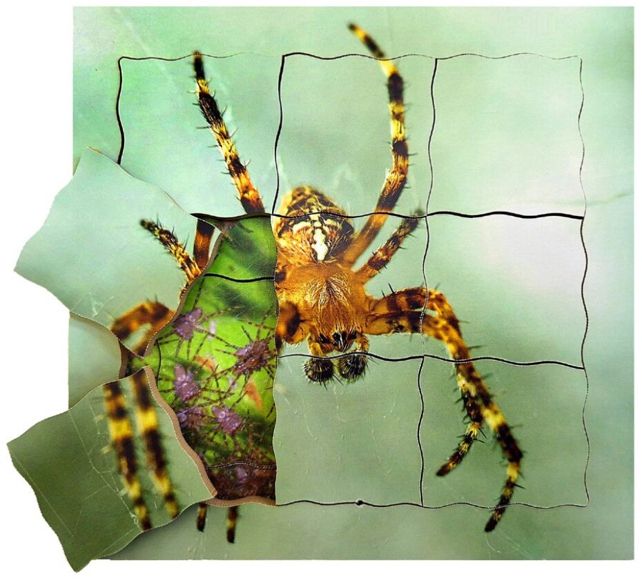 Just Jigsaws 645 Pavouk a jeho životní cyklus - dřevěné vrstvené puzzle 19 dílů - main (0)